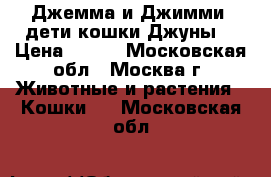 Джемма и Джимми, дети кошки Джуны. › Цена ­ 200 - Московская обл., Москва г. Животные и растения » Кошки   . Московская обл.